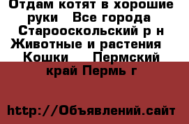 Отдам котят в хорошие руки - Все города, Старооскольский р-н Животные и растения » Кошки   . Пермский край,Пермь г.